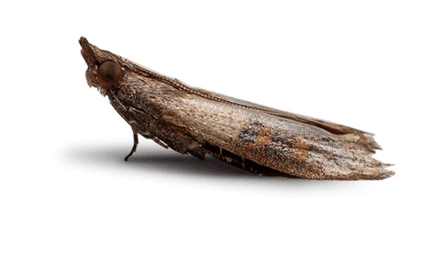 Mite alimentaire — Adulte