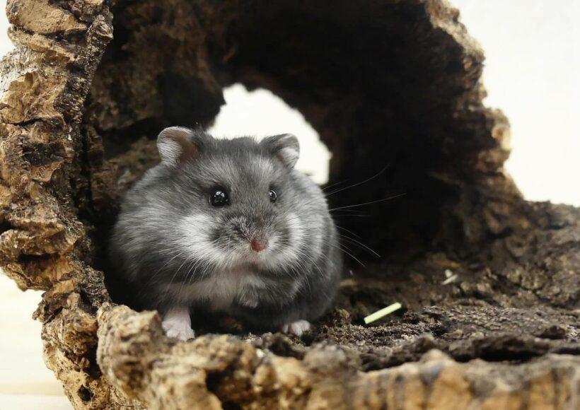 Guide d'Achat pour les Hamsters