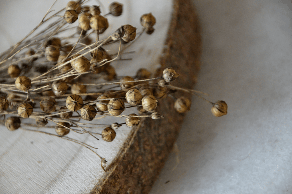 Épis de lin après séchage