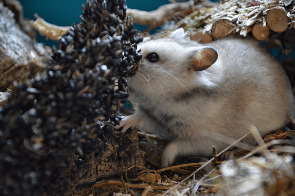 Hamster Syrien avec un épi de sorgho noir