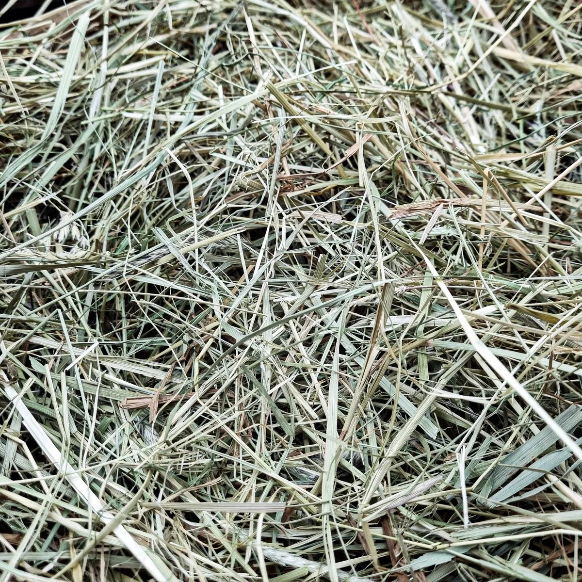 Foin Premium, Foin pour chinchilla, miniature 2