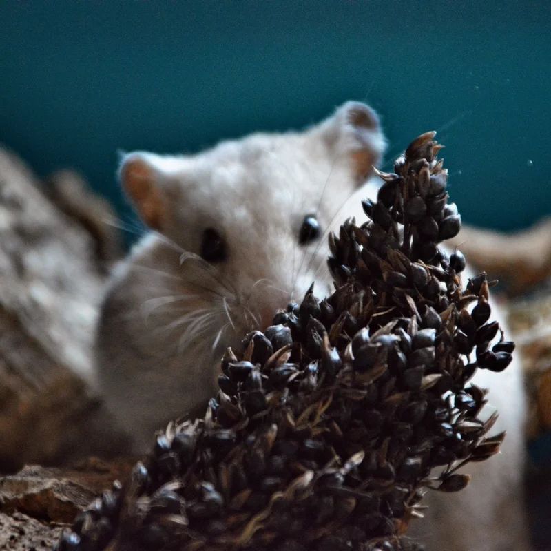 Épis de Sorgho noir 250g, Friandise naturelle pour rongeur et lapin, miniature 3