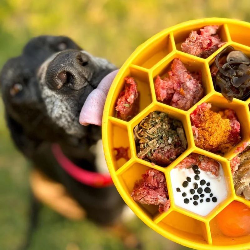 Gamelle d'enrichissement eBowl Ruche, miniature 3