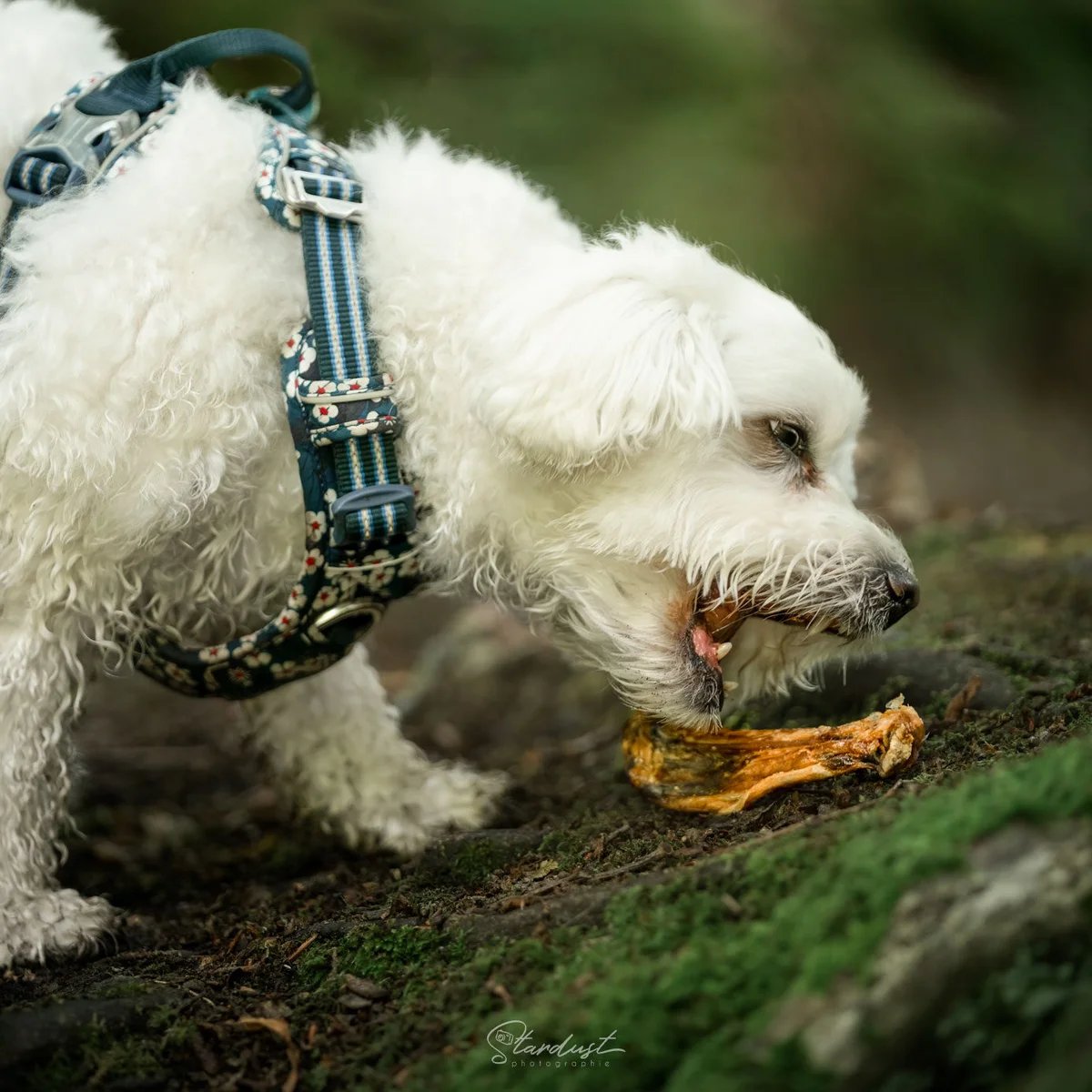 Ailes de canard — Mastication pour chien, photo 3 sur 3