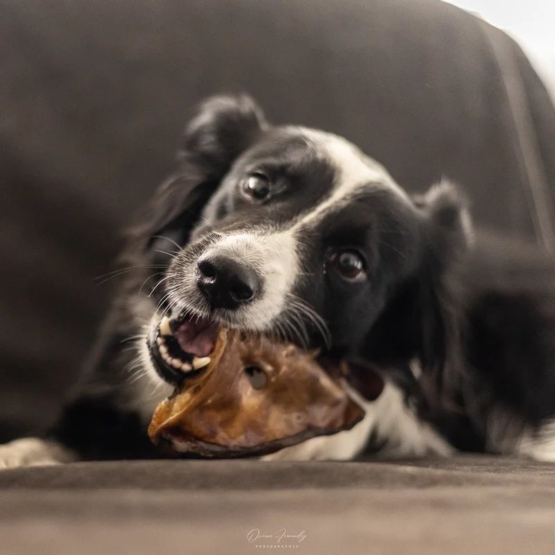 Oreilles de porc — Mastication pour chien, photo 2 sur 2