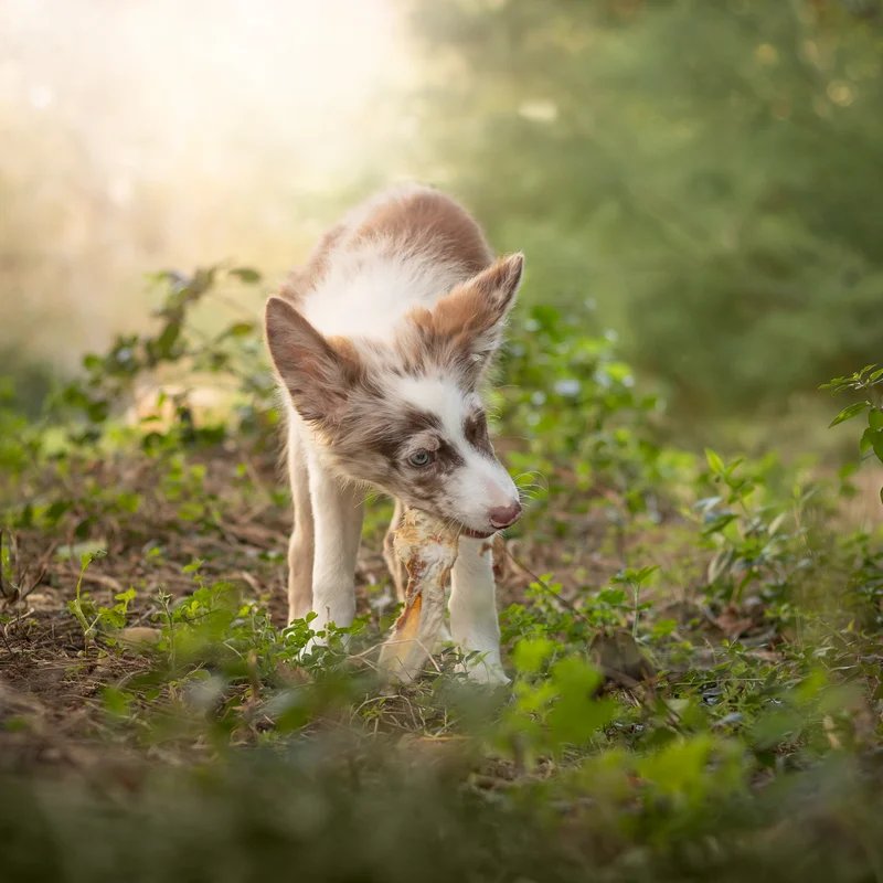 Oreilles de lapin avec poils — Mastication pour chien, photo 2 sur 2