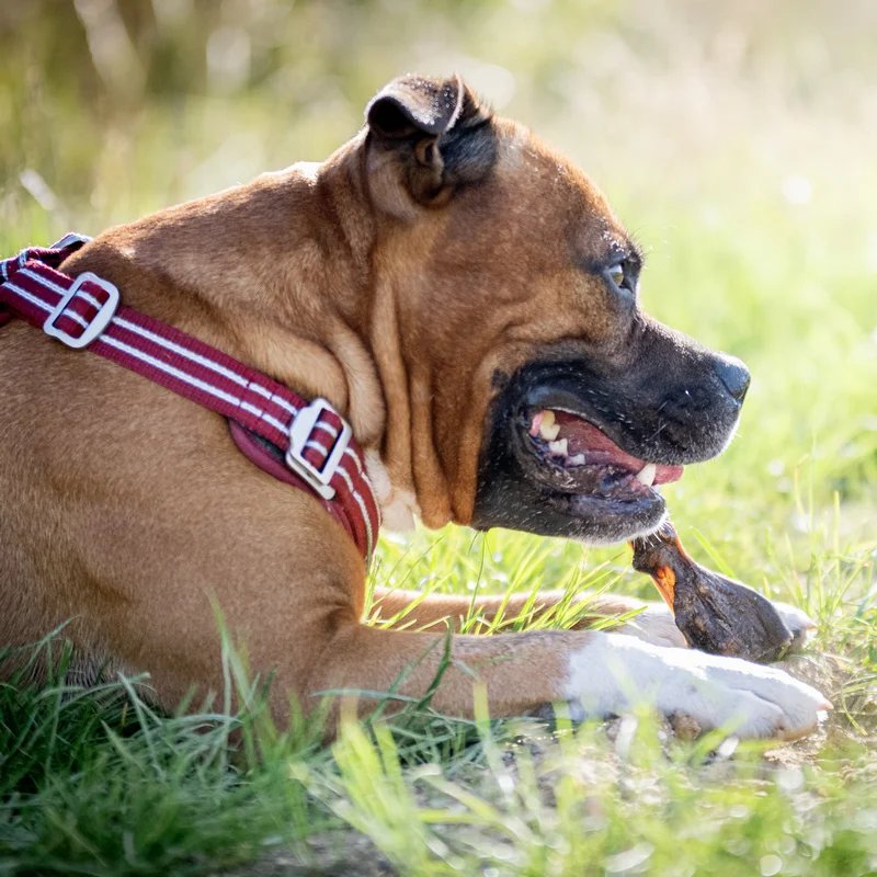 Peau de chameau — Mastication pour chien, photo 2 sur 3
