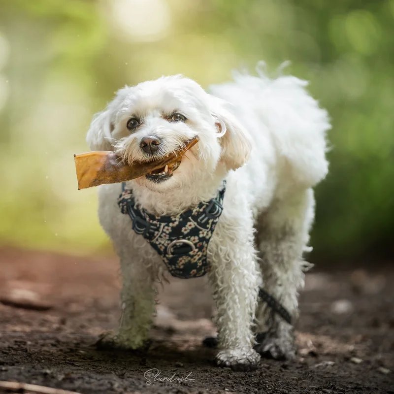 Peau de chameau — Mastication pour chien, photo 3 sur 3