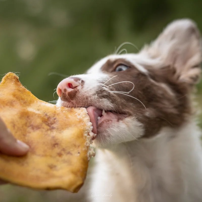 Plaque de bœuf — Mastication pour chien, photo 3 sur 3