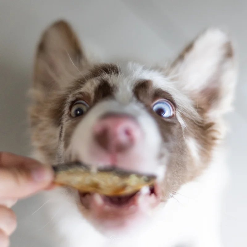 Sprats de la Baltique, Friandise naturelle pour chien — vue 2