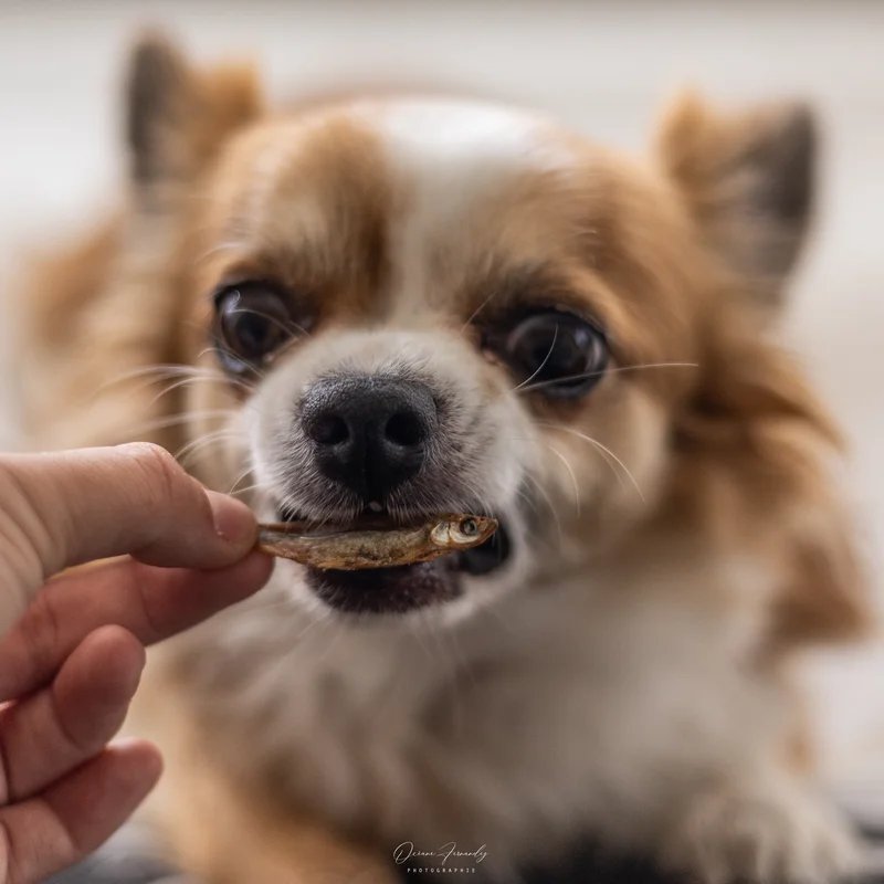 Sprats de la Baltique, Friandise naturelle pour chien — Friandises pour chien, photo 3 sur 3