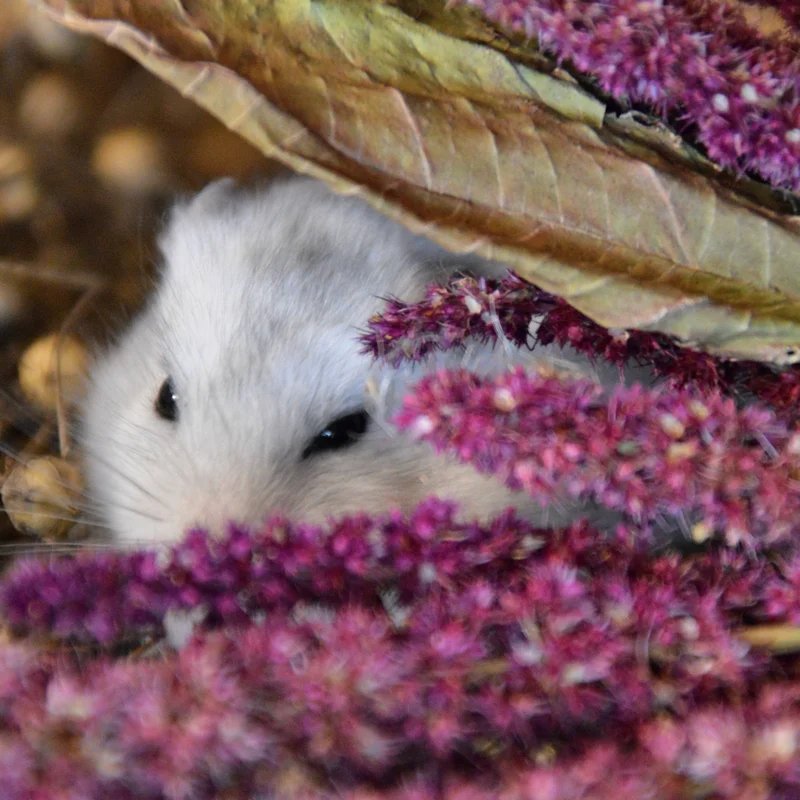 Épis d'amaranthe 100g, Friandise naturelle pour rongeur et lapin — Friandises pour gerbille, photo 2 sur 2