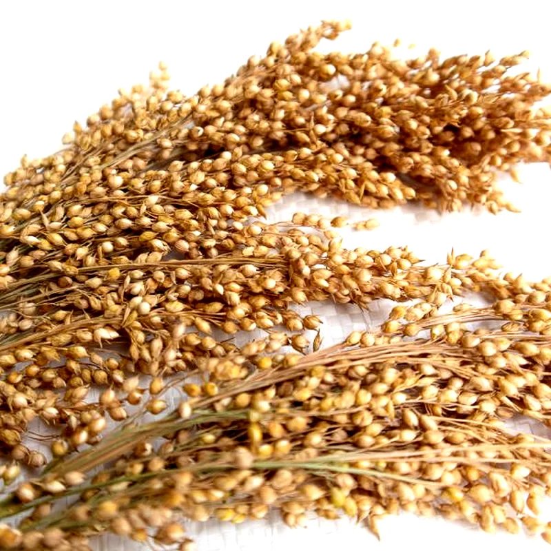 Épis de millet 250g, Friandise naturelle pour rongeur et lapin