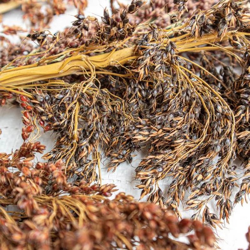 Épis de Schelli 250g, Friandise naturelle pour rongeur et lapin