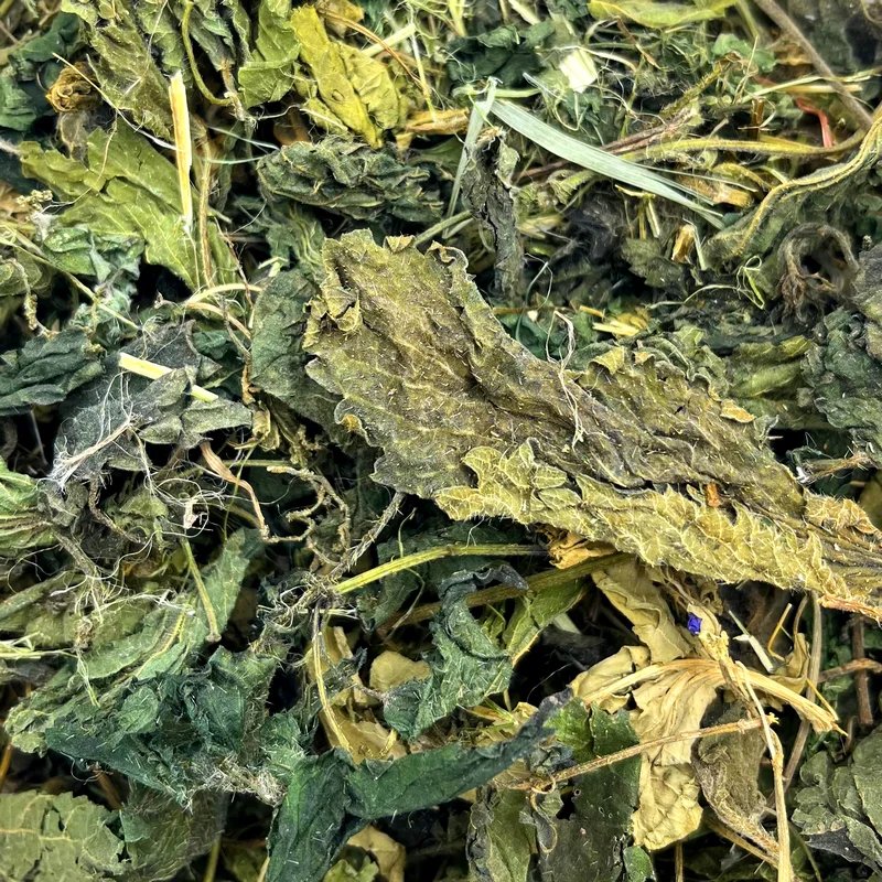 Feuilles d'ortie — Friandises pour octodon