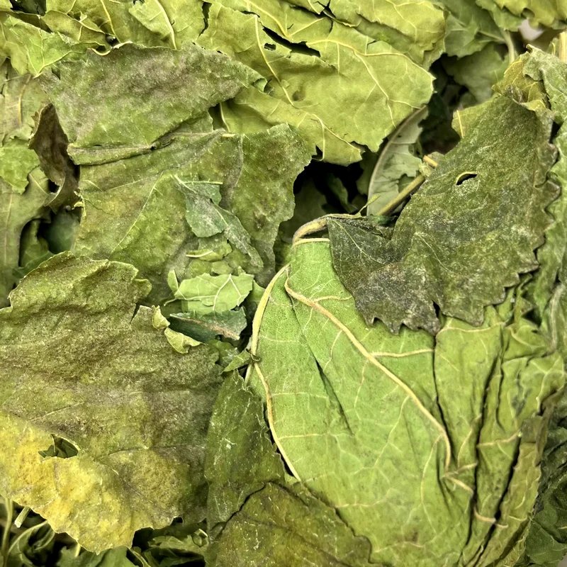 Feuilles de mûrier blanc — Friandises pour octodon