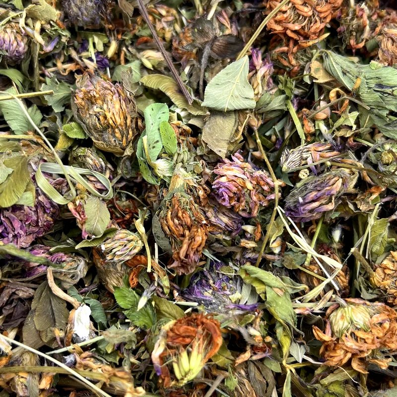 Fleurs de trèfle rouge — Friandises pour octodon