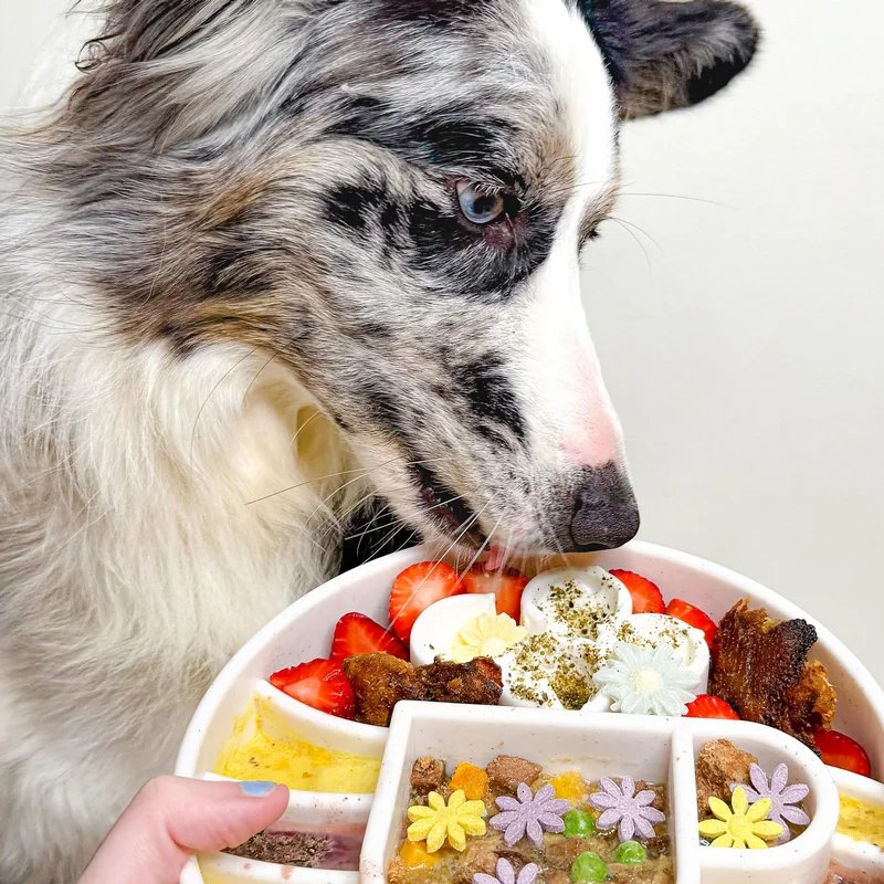 eBowl Café — Enrichissement pour chien, photo 2 sur 3