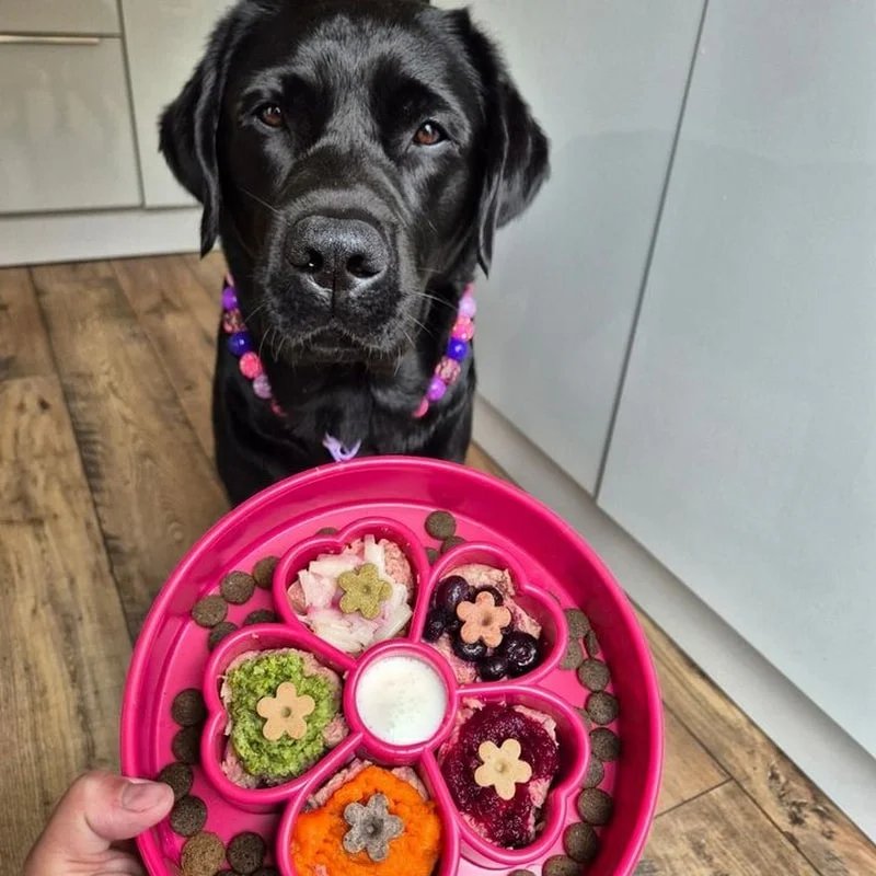 Gamelle d'enrichissement eBowl Fleurs — Enrichissement pour chien, photo 3 sur 3