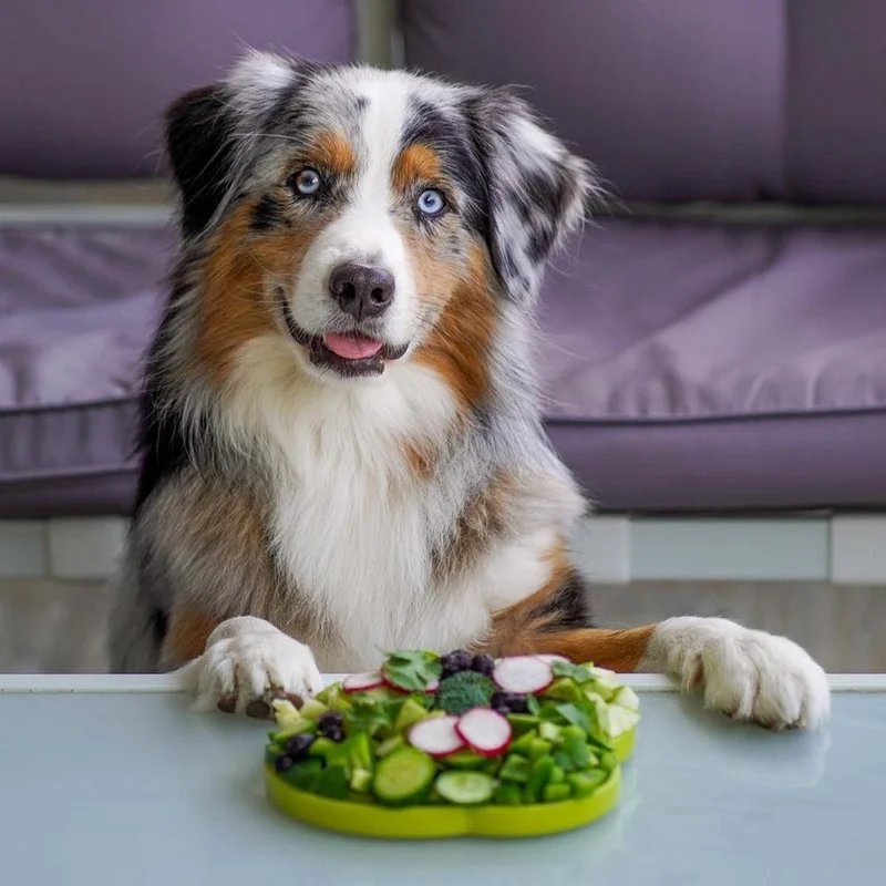 Tapis à lécher eTray Grenouille — Enrichissement pour chien, photo 3 sur 3