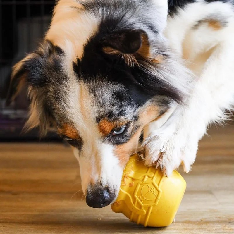 Pot de Miel — Jouets pour chien, photo 5 sur 5