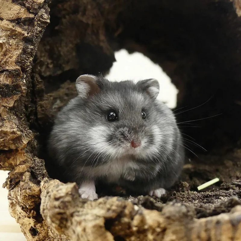 Tunnel en liège — Accessoires pour octodon, photo 2 sur 2