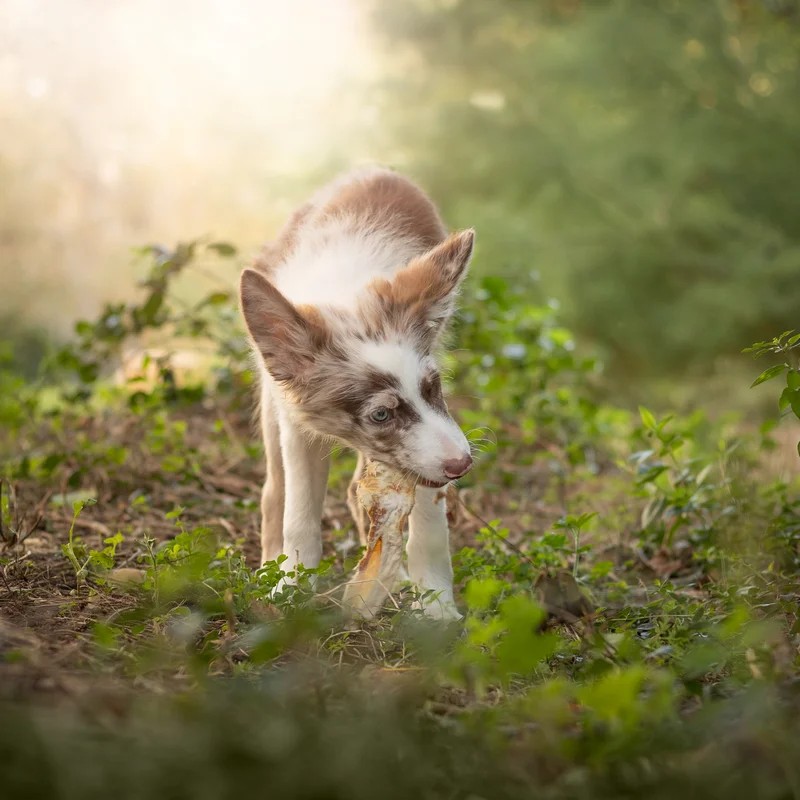 Oreilles de lapin avec poils — Mastication pour chien, photo 2 sur 2