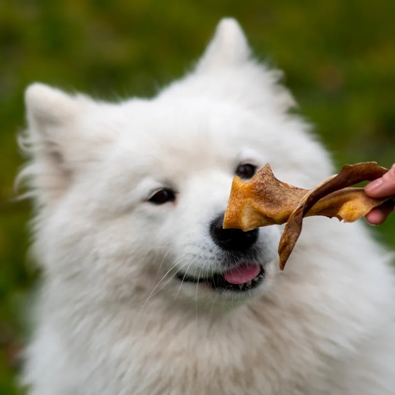 Peau de bœuf 15cm — Mastication pour chien, photo 2 sur 3