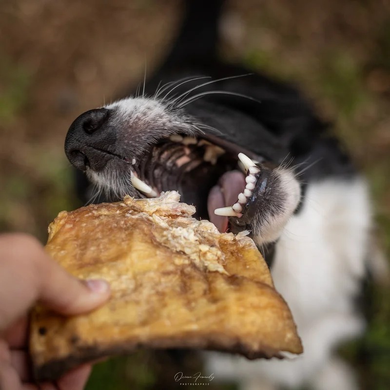 Plaque de bœuf — Mastication pour chien, photo 2 sur 3