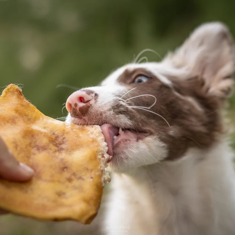 Plaque de bœuf — Mastication pour chien, photo 3 sur 3