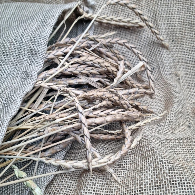 Épis d'épeautre 100g, Friandise naturelle pour rongeur et lapin — Friandises pour gerbille