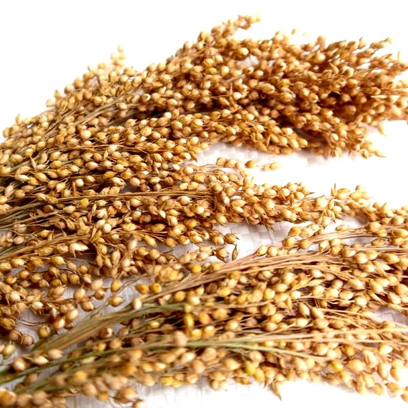 Épis de millet 250g, Friandise naturelle pour rongeur et lapin — Friandises pour gerbille