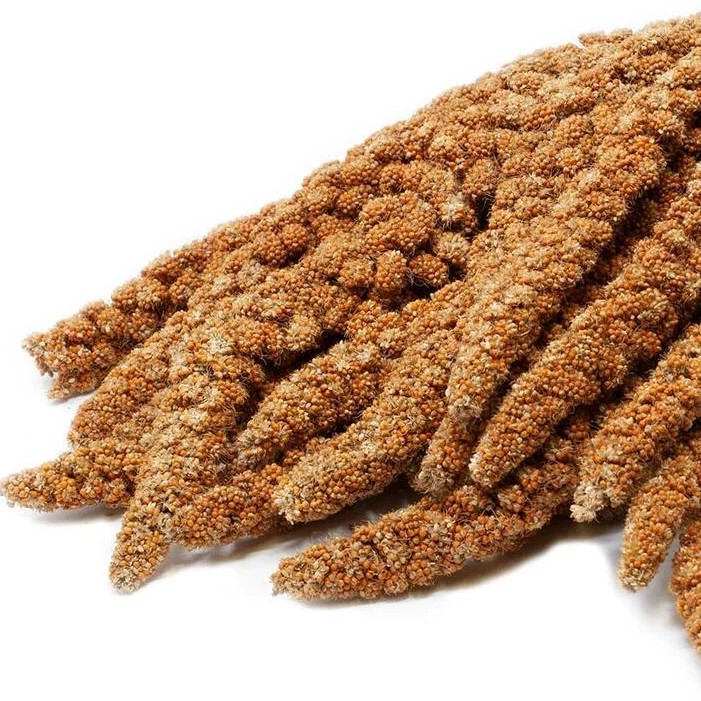 Épis de panis — Jouets pour souris