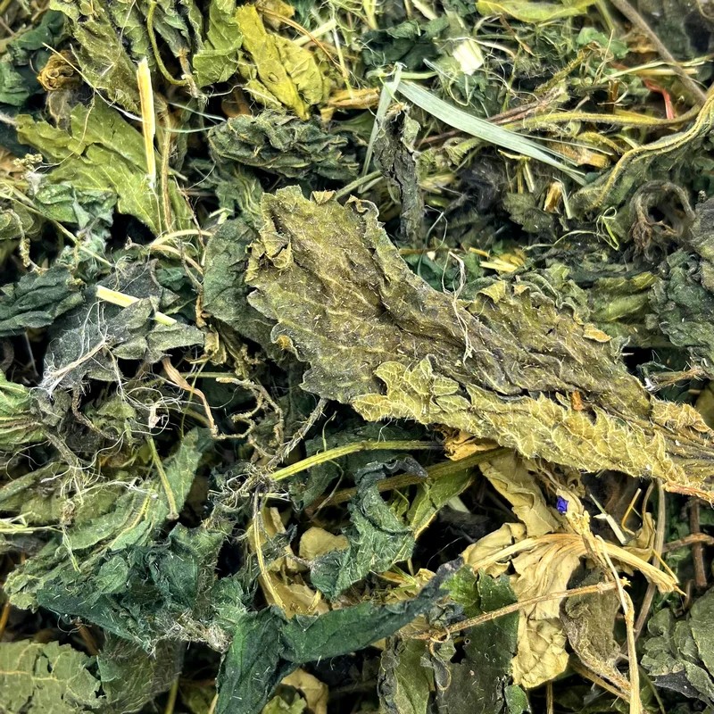 Feuilles d'ortie — Friandises pour octodon