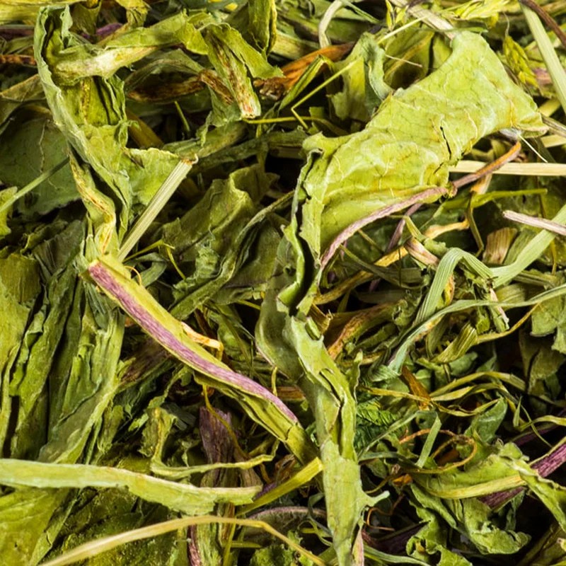 Feuilles de pissenlit — Friandises pour octodon