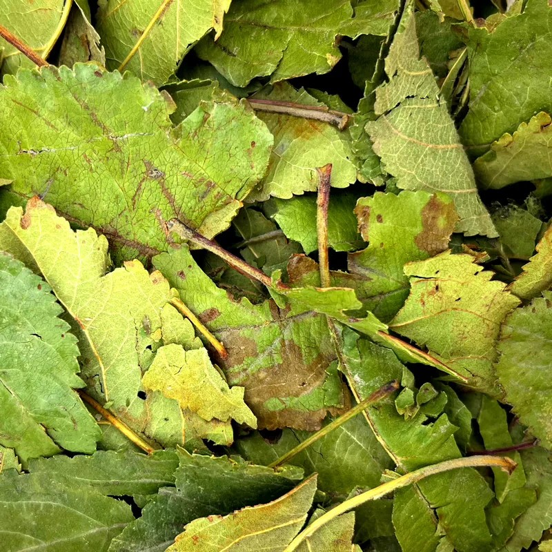 Feuilles de pommier — Friandises pour gerbille