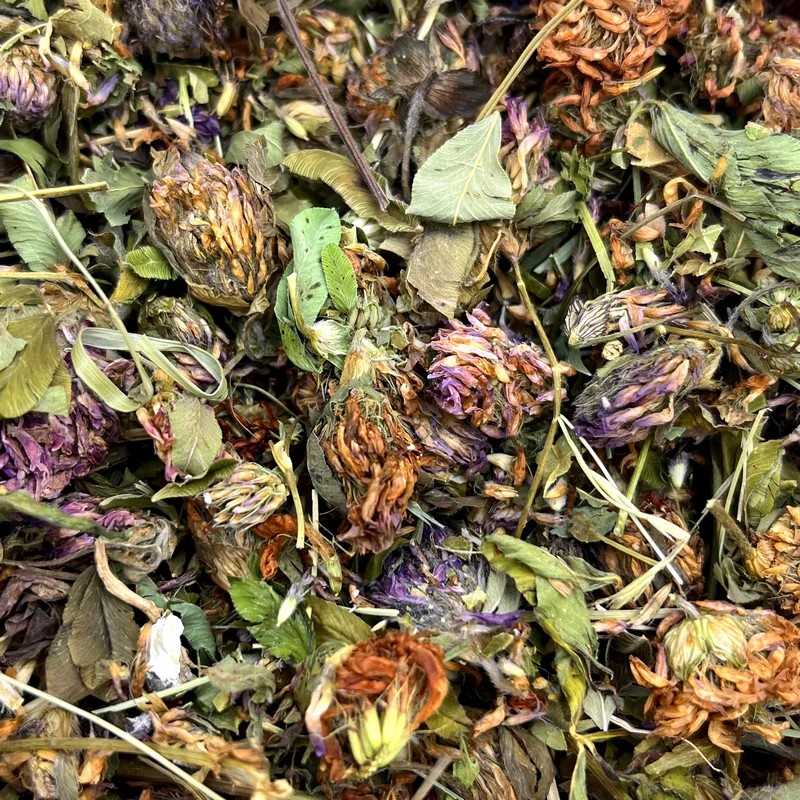 Fleurs de trèfle rouge — Friandises pour octodon