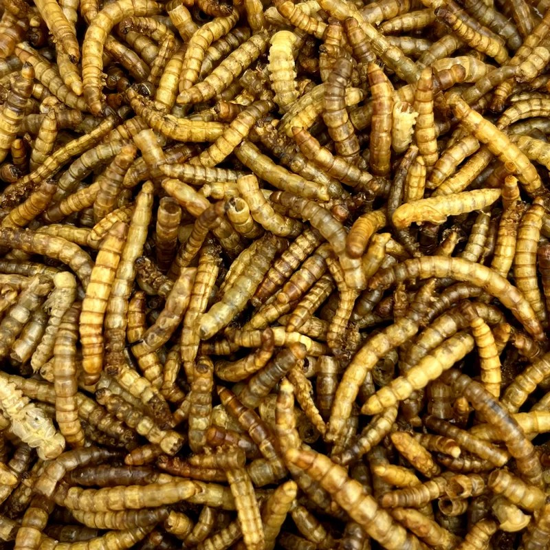 Vers de farine — Friandises pour souris