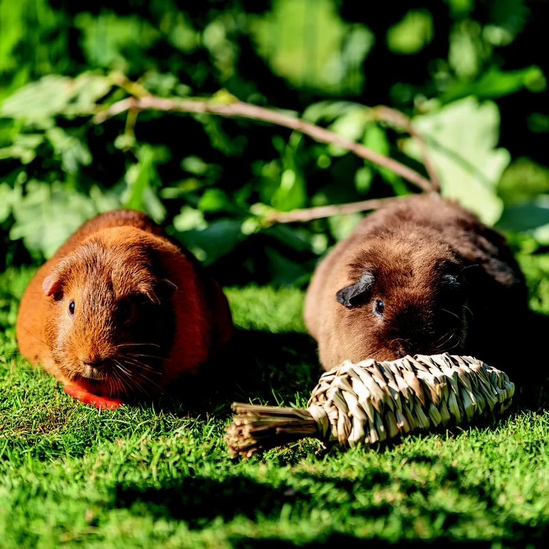 Carotte en herbe — Jouets pour hamster, photo 2 sur 2