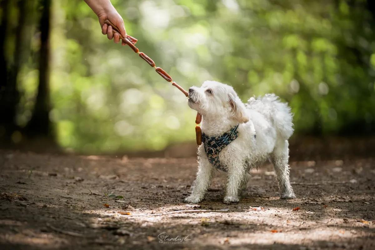Chien avec friandise naturelle en forêt — marque Apalache
