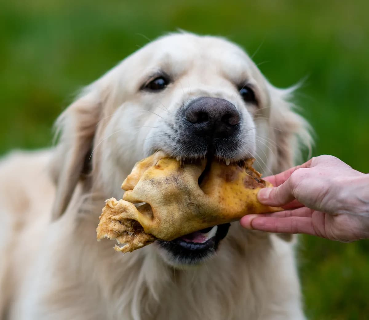 Chien avec mastication naturelle — Zooptimal, producteur artisanal