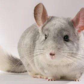 Chinchilla