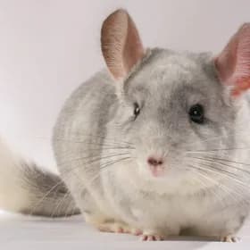 Chinchilla
