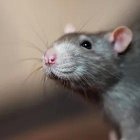 Rat