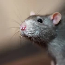 Rat