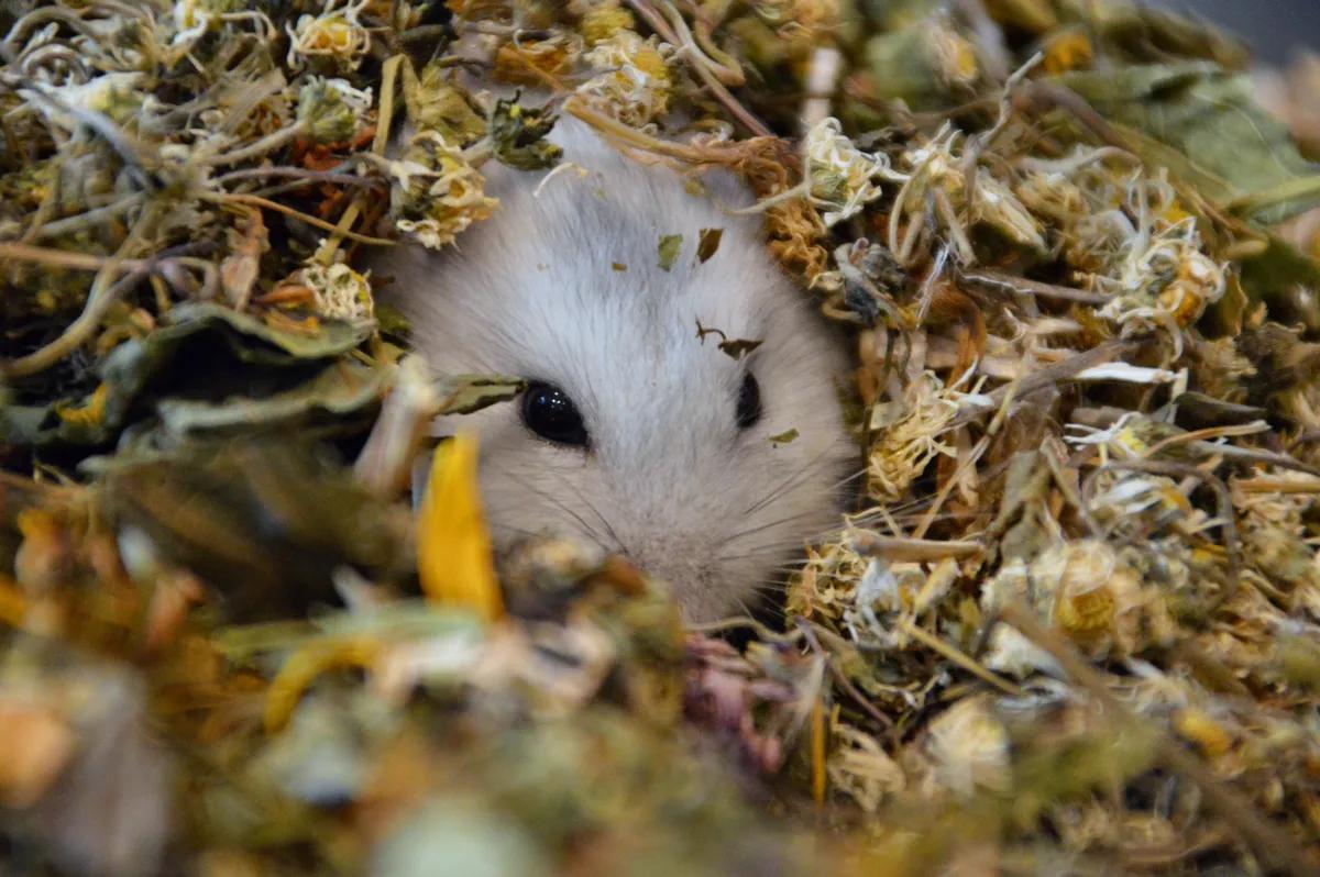 Petit rongeur niché dans un mélange de plantes séchées — marque Nacture