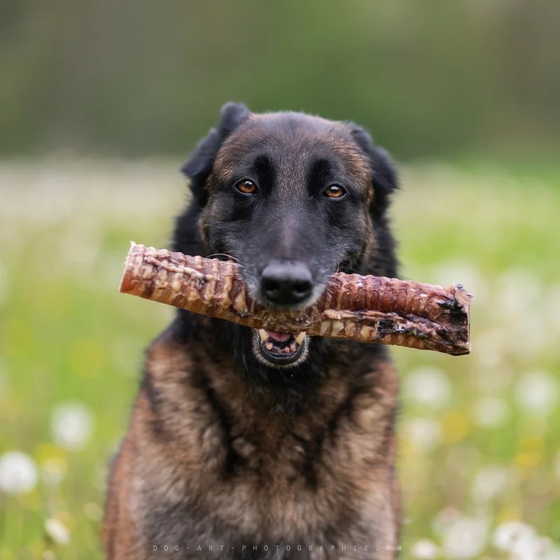 Trachée de bœuf 30cm — Mastication pour chien, photo 2 sur 2