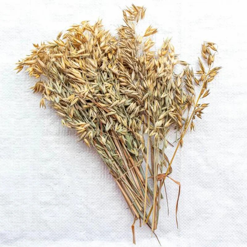 Épis d'avoine 100G
