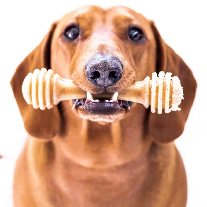 HoneyBone — Jouets pour chien, photo 2 sur 3