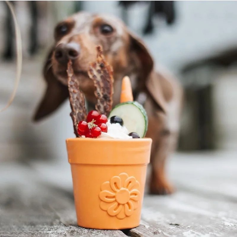 Jouet à fourrer Pot de fleur — Enrichissement pour chien, photo 5 sur 5